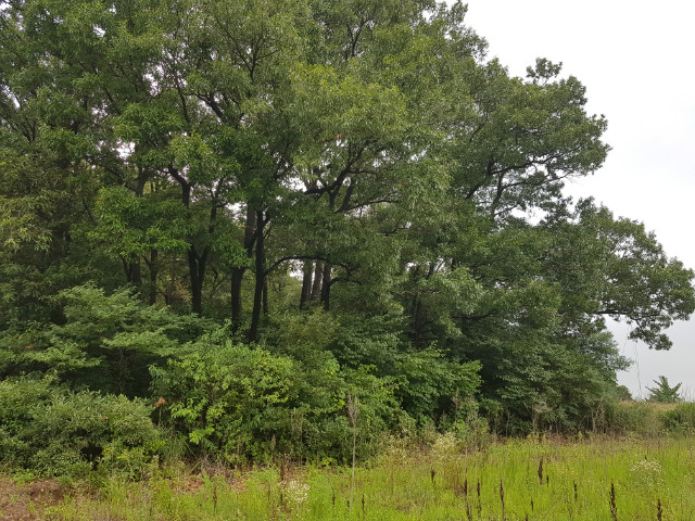 20190812_144946.jpg